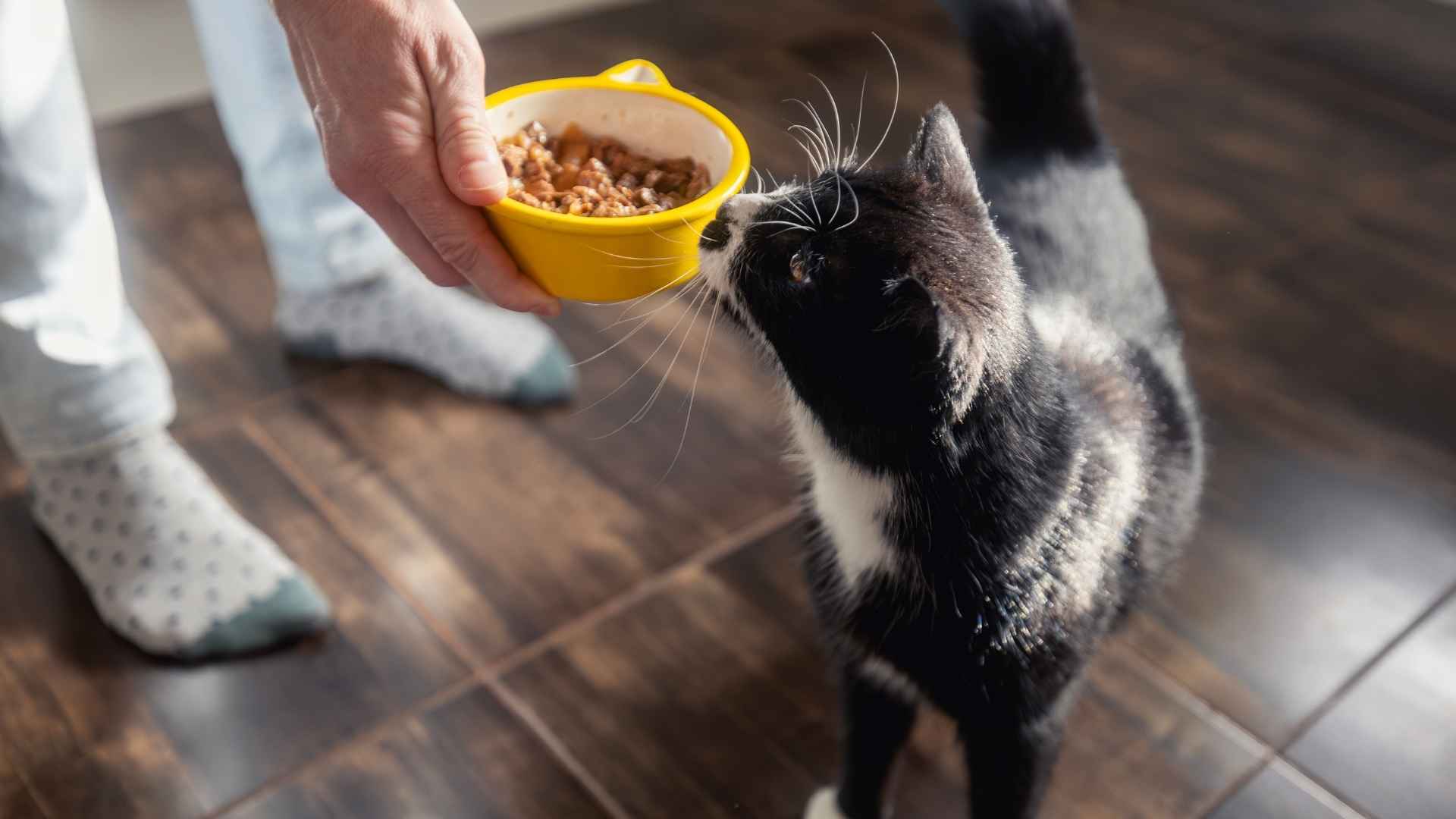 Dieta de descarte para gatos
